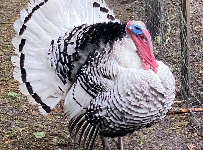 Bed and breakfast Ostal 158